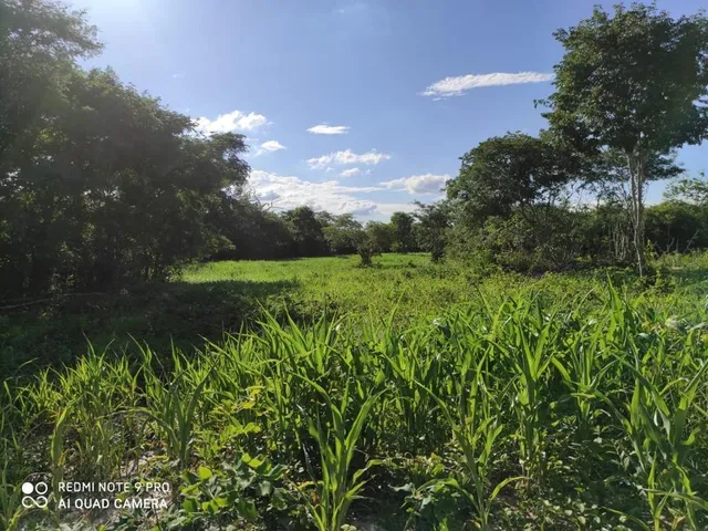 Imagem 12: Fazenda RURAL em Santa Rita de Cássia - Bahia