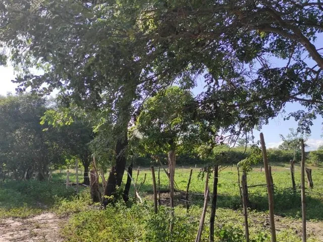 Imagem 11: Fazenda RURAL em Santa Rita de Cássia - Bahia