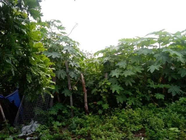 Imagem 4: Fazenda RURAL em Gentio do Ouro - Bahia