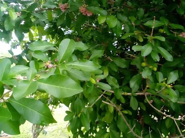 Imagem 3: Fazenda RURAL em Gentio do Ouro - Bahia