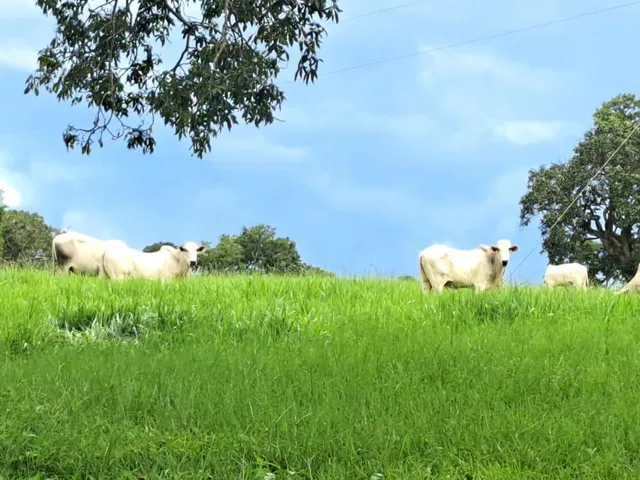 Imagem: Fazenda RURAL em Campina Verde - Minas Gerais