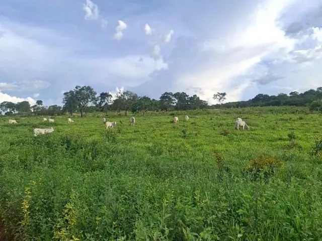 Imagem: Excelente fazenda tripla aptidao para venda