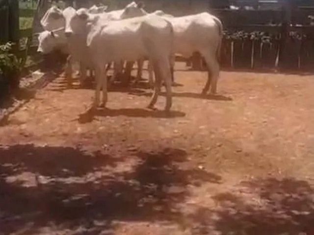 Imagem 7: Fazenda RURAL em Itarumã - Goiás