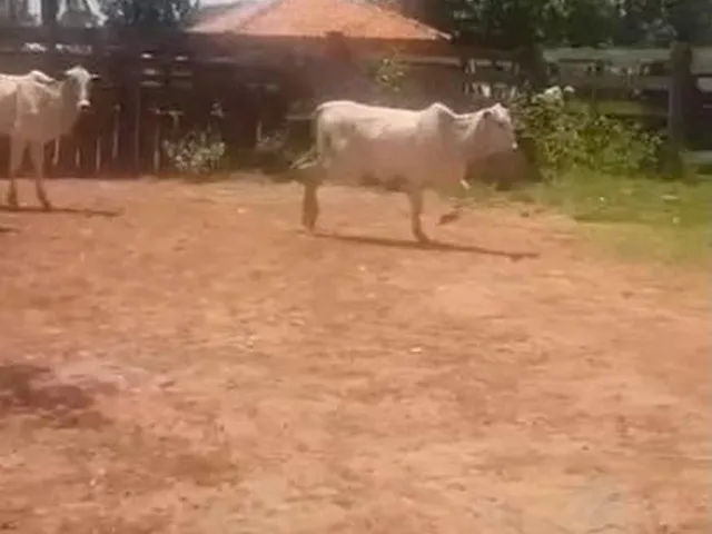 Imagem 6: Fazenda RURAL em Itarumã - Goiás
