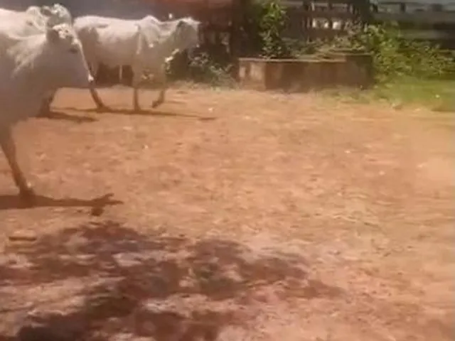 Imagem 15: Fazenda RURAL em Itarumã - Goiás