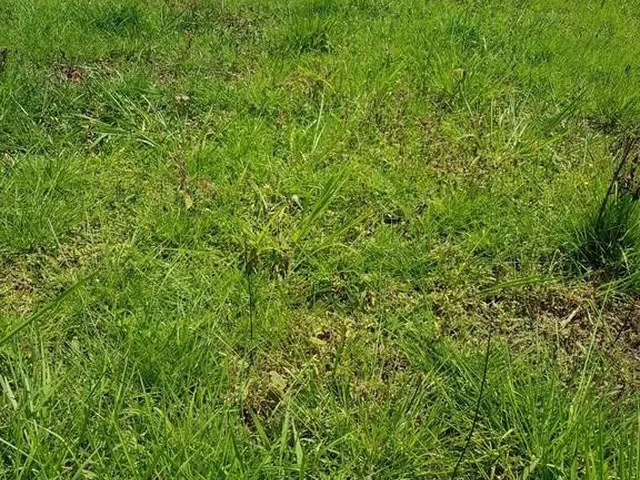 Imagem 13: Fazenda RURAL em Itarumã - Goiás