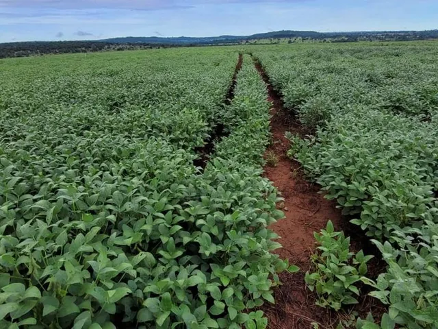 Imagem: Excelente fazenda para lavoura a venda na