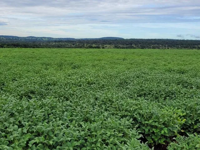 Imagem 2: Excelente fazenda para lavoura a venda na região do Prata-MG com 250 hectares sendo 180