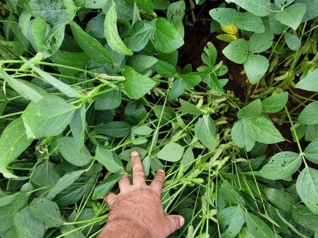 Imagem 10: Excelente fazenda para lavoura a venda na região do Prata-MG com 250 hectares sendo 180