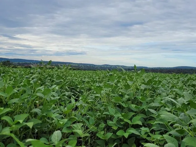 Imagem 8: Excelente fazenda para lavoura a venda na região do Prata-MG com 250 hectares sendo 180