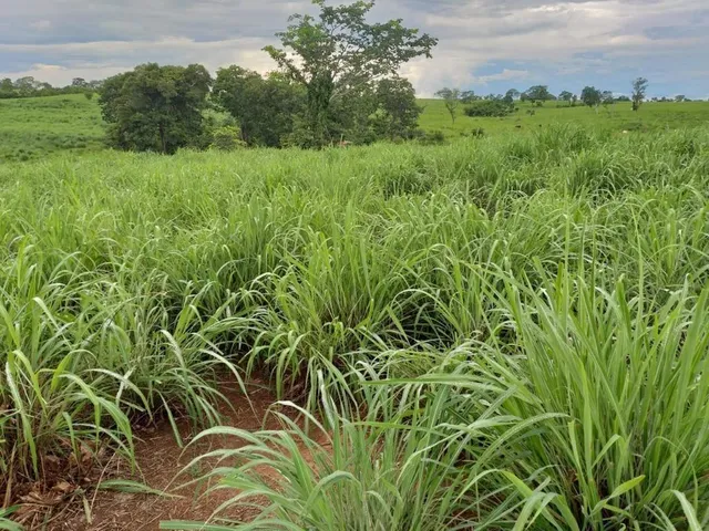 Imagem: Fazenda RURAL em Monte Alegre de Goiás