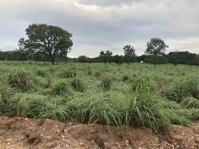 Imagem 5: Fazenda RURAL em Monte Alegre de Goiás - Goiás
