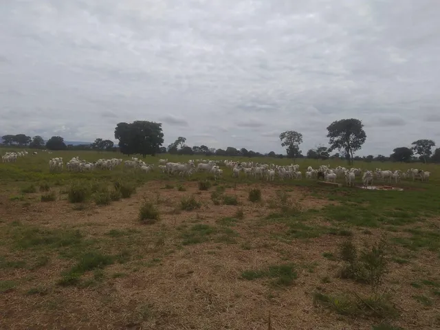 Imagem: Fazenda para venda na região de Planaltina-GO