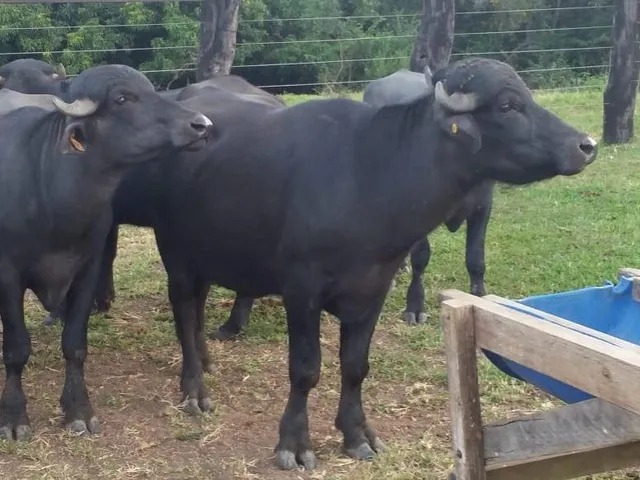Imagem 2: Fazenda para venda em Uberaba com 240,7627hectares, 3 otimas casas, nascentes, córrego e