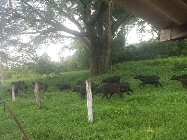Imagem 8: Fazenda para venda em Uberaba com 240,7627hectares, 3 otimas casas, nascentes, córrego e
