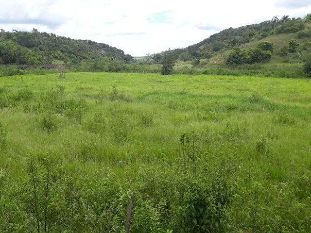 Imagem: Excelente fazenda tripla aptidão para venda