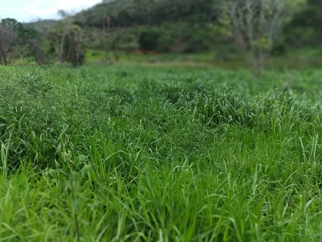 Imagem 3: Excelente fazenda tripla aptidão para venda na região de Teofilo Otoni-MG, com 420