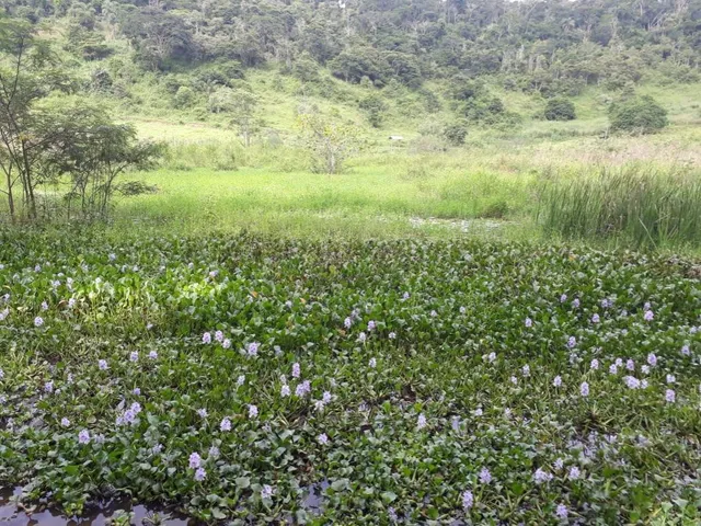 Imagem 13: Excelente fazenda tripla aptidão para venda na região de Teofilo Otoni-MG, com 420