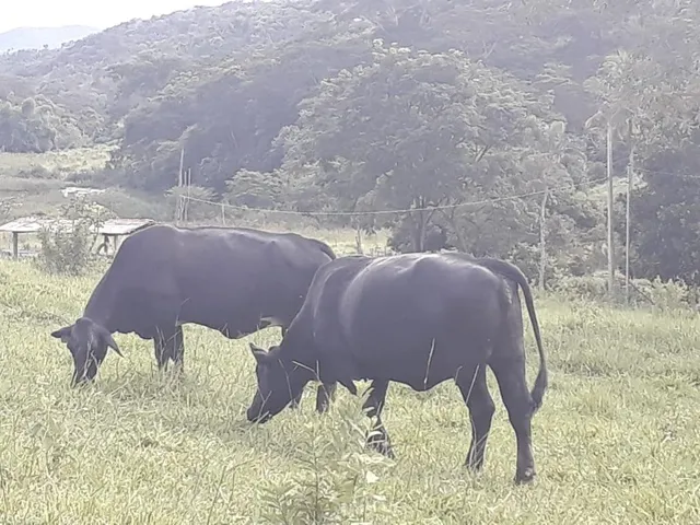 Imagem 7: Excelente fazenda tripla aptidão para venda na região de Teofilo Otoni-MG, com 420