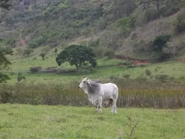 Imagem 6: Excelente fazenda tripla aptidão para venda na região de Teofilo Otoni-MG, com 420