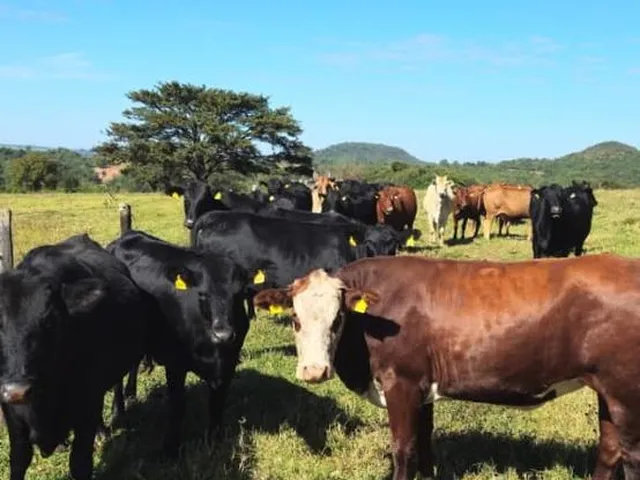 Imagem 3: Excelente fazenda de patrão para venda na região de Uberaba com 500 hectares, pecuária