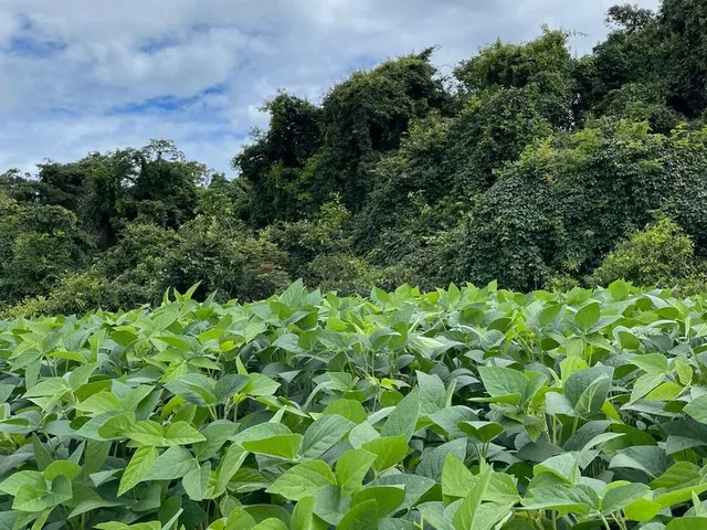 Imagem: Fazenda dupla aptidão para venda na região