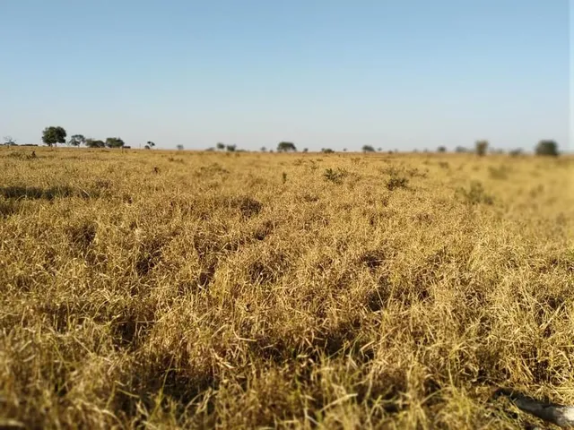 Imagem: Fazenda RURAL em Paranaíba - Mato Grosso