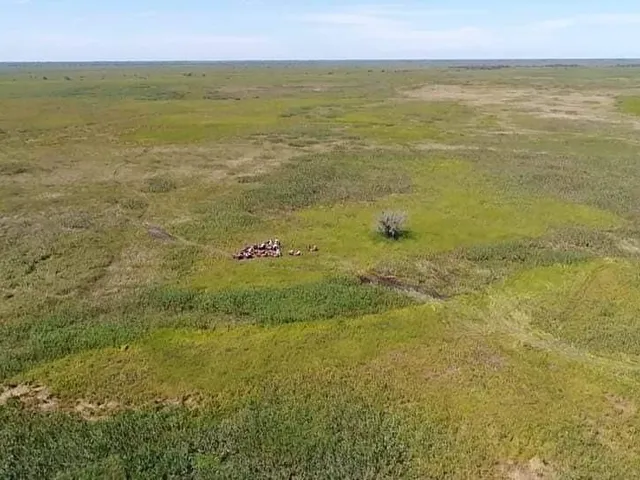 Imagem: Fazenda na pecuaria para venda no Pantanal