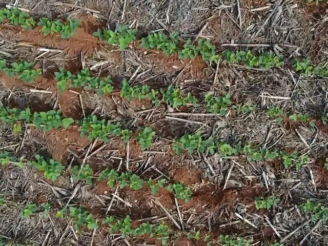 Imagem: Fazenda RURAL em São José do Rio Claro