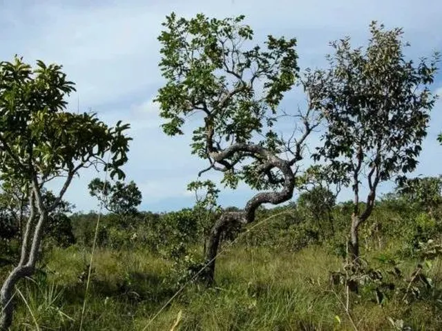 Imagem 2: Fazenda RURAL em Corrente - Piauí