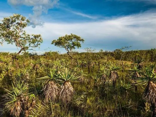 Imagem: Fazenda RURAL em São Gonçalo do Gurguéia