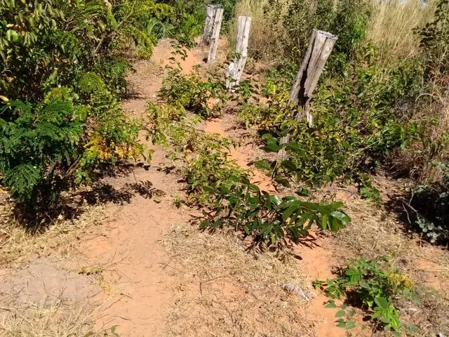 Imagem 2: Fazenda RURAL em São Gonçalo do Gurguéia - Piauí