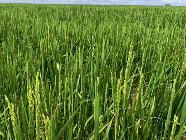 Imagem: Fazenda RURAL em Sebastião Leal - Piauí