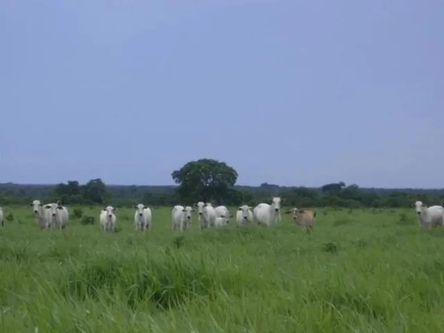 Imagem 1: Fazenda grande extensão a venda na região de Alto da Boa Vista-MT com 79.000 hectares
