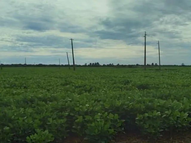 Imagem 4: Fazenda grande extensão a venda na região de Alto da Boa Vista-MT com 79.000 hectares