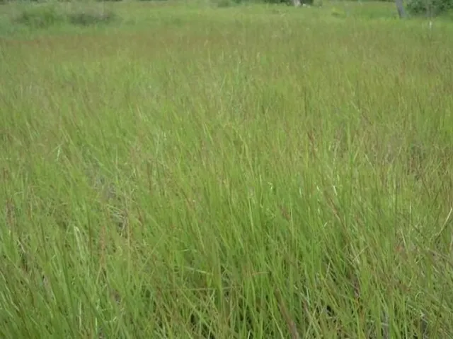 Imagem 3: Fazenda grande extensão a venda na região de Alto da Boa Vista-MT com 79.000 hectares