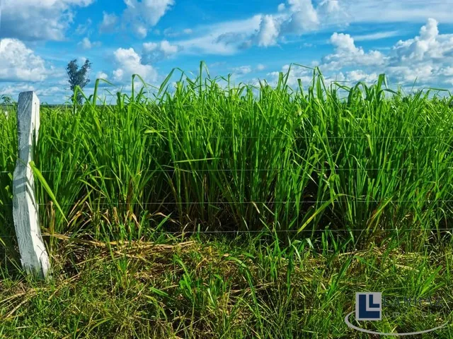 Imagem 13: Fazenda RURAL em Duerê - Tocantins