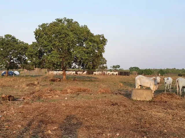 Imagem 14: 0 Fazenda / sítio com venda por R$10.000.000