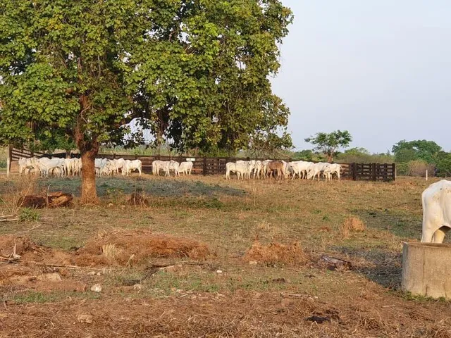 Imagem 12: 0 Fazenda / sítio com venda por R$10.000.000