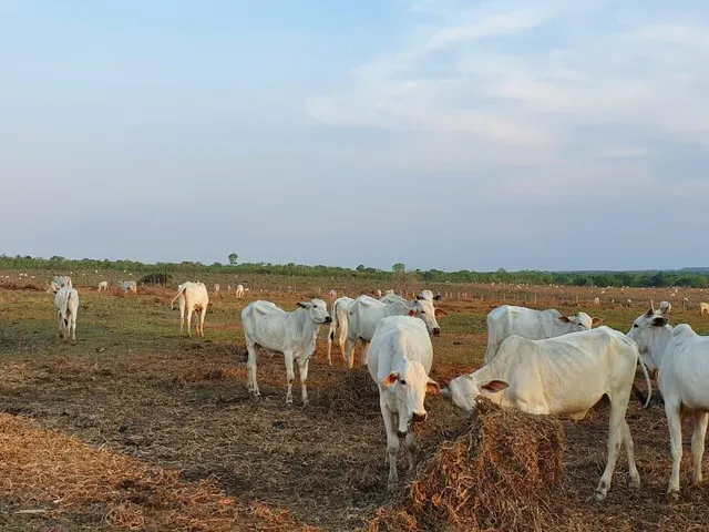 Imagem 7: 0 Fazenda / sítio com venda por R$10.000.000