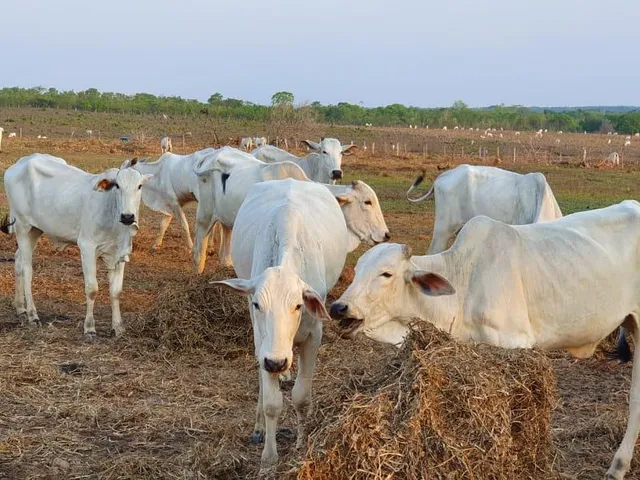 Imagem 6: 0 Fazenda / sítio com venda por R$10.000.000