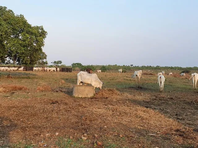 Imagem 10: 0 Fazenda / sítio com venda por R$10.000.000