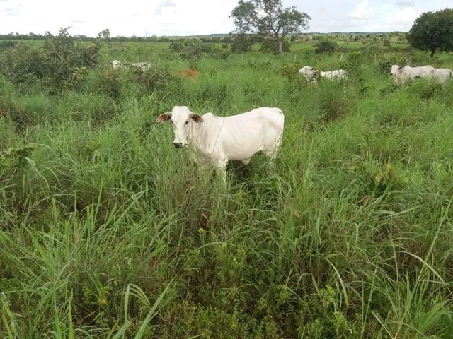 Imagem 4: 0 Fazenda / sítio com venda por R$10.000.000