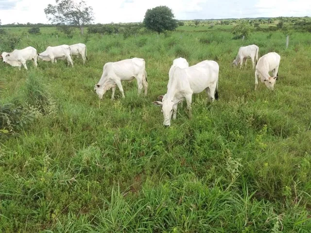 Imagem 16: 0 Fazenda / sítio com venda por R$10.000.000