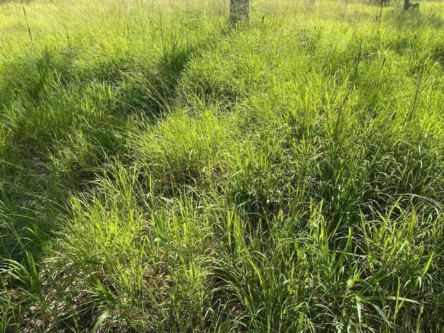 Imagem: Fazenda RURAL em Centenário - Tocantins