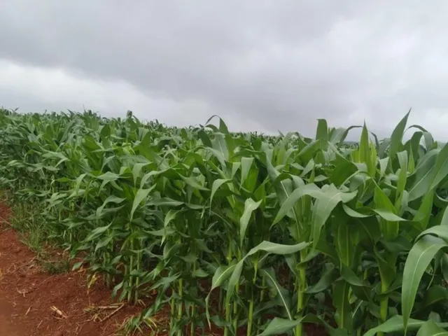 Imagem: Area / Sitio para venda na região de Capitólio-MG