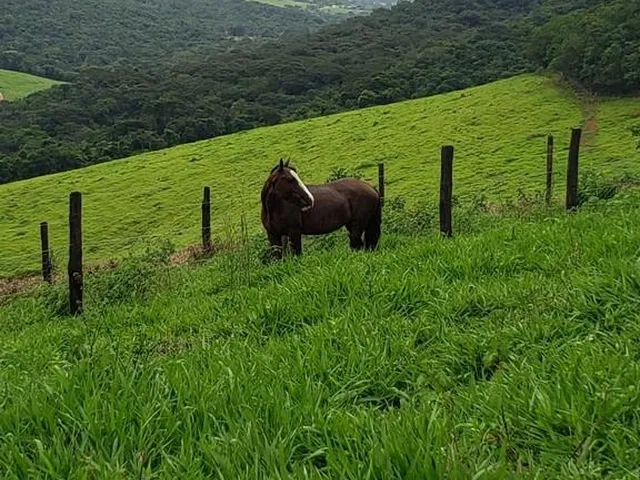 Imagem 3: Excelente sitio tripla aptidao para venda em Capitolio-MG, pousada turística, pastagem e