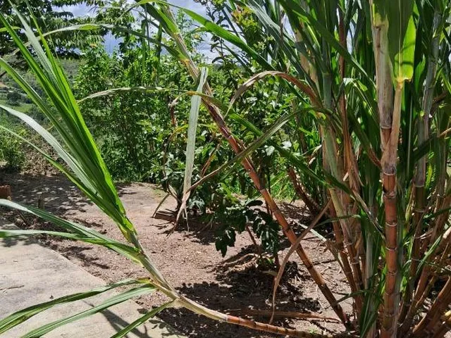 Imagem 8: CHACARA RURAL em Águas Lindas de Goiás - Goiás, Mansões Samurai