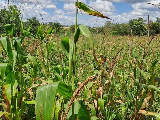 Imagem 10: CHACARA RURAL em Águas Lindas de Goiás - Goiás, Mansões Samurai