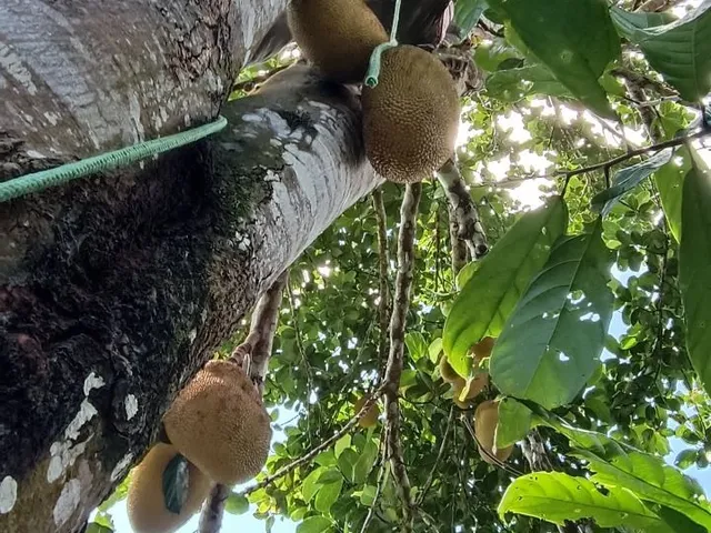 Imagem 8: Chácara à venda em Boa Nova-BA: 0,30 m² de área no bairro X